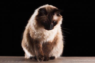 Güzel balinese siyah izole kedi