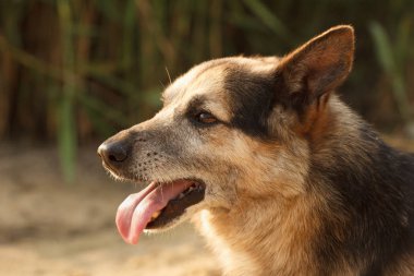 Köpek surat yaklaş..