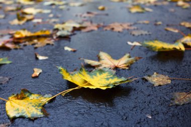 Kaldırım veya yol üzerinde sonbahar yaprakları