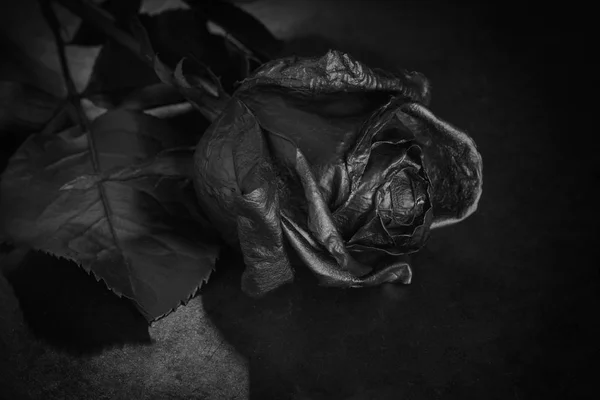 Rose Noire. Concept, symbole de chagrin, mélancolie et humeur triste . — Photo