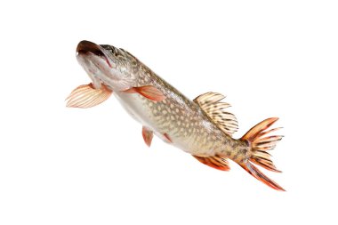 Balık yırtıcı hayvan izole yüzmek.