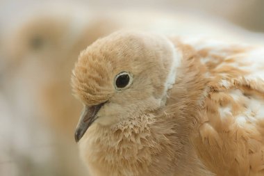 Güvercin yüz yakın çekim.