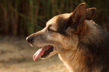 Köpek surat yaklaş..