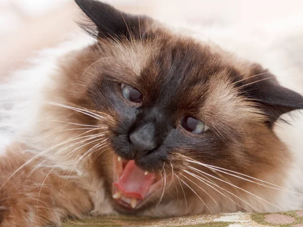 Prachtige balinese kat close-up — Stockfoto