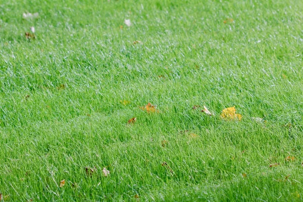 Hoja amarilla de otoño sobre una hierba verde del prado —  Fotos de Stock