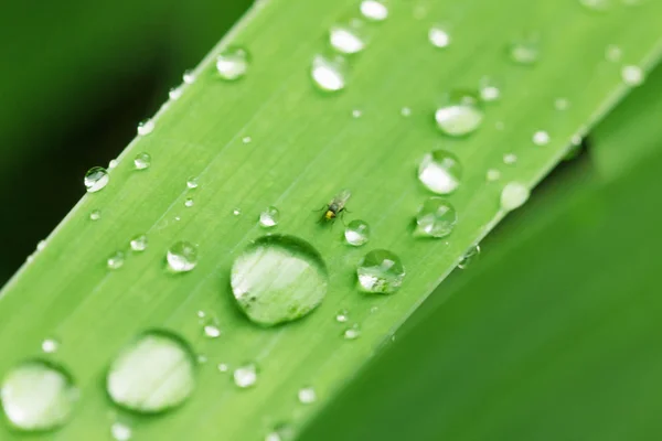 Wassertropfen auf grünem Blatt aus nächster Nähe. — Stockfoto