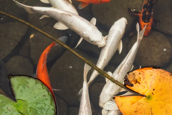 Lily, peces de oro en un estanque hecho por el hombre . — Foto de Stock