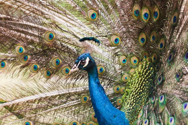 Peacock varicolored closeup — Stockfoto