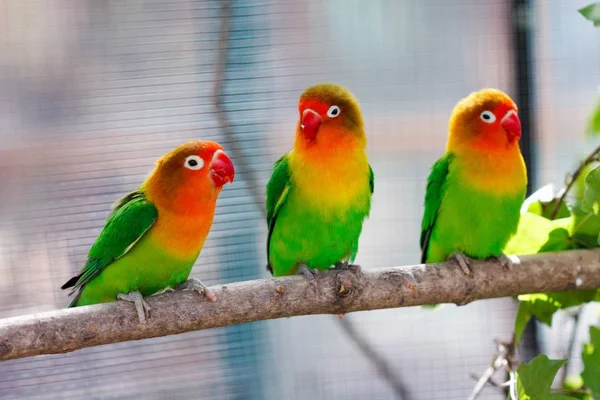 Bellissimo pappagallo piccioncino verde — Foto Stock