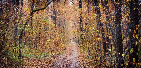 가을 숲을 가로지르며 — 스톡 사진
