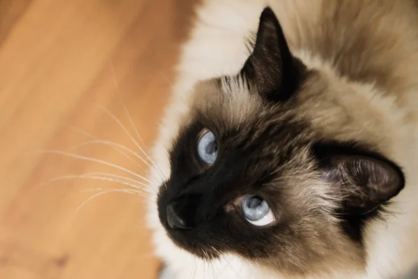 파란 눈된 고양이. — 스톡 사진
