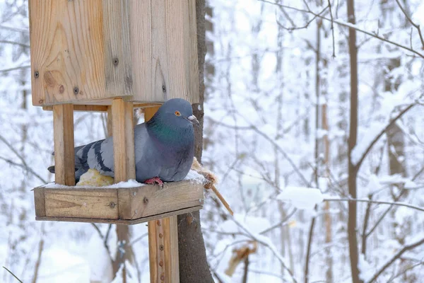 Pombo em um cocho de alimentação no inverno — Fotografia de Stock