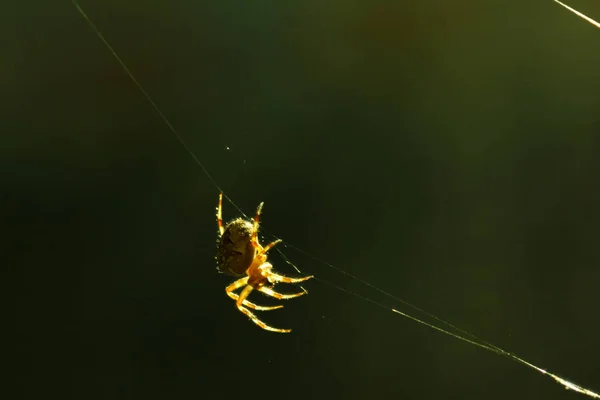 Teia de aranha macro — Fotografia de Stock