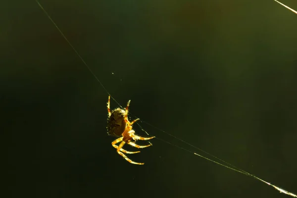 スパイダー Web マクロ — ストック写真