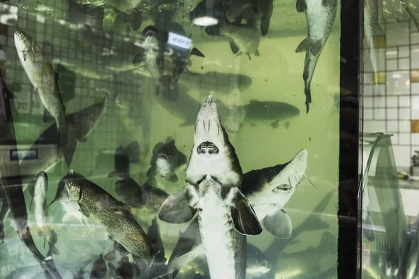 Живий осетер в акваріумі — стокове фото