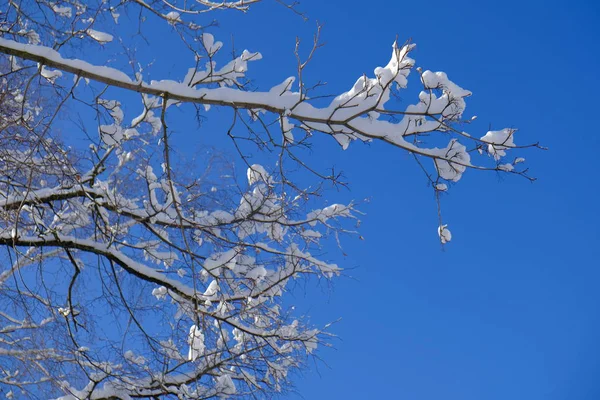 Winterwald mit verschneiten Ästen. frostblauer Himmel — Stockfoto