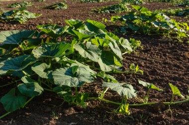 Agricalture bitkiler ve alanları