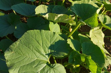 Agricalture bitkiler ve alanları