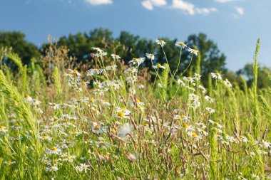 Manzara göz kamaştırıcı olsun arka plan.