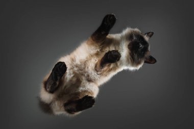 Cam masa aşağıdan üzerinde Bali kedi dili.