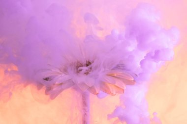 suda ıslatın ve arka plan üzerinde renkli su sıçramalarına çiçek