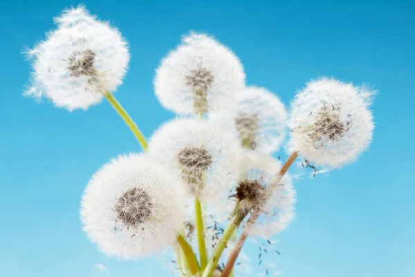 Group of dandelion on blue sky closeup, summaer or spring — Stock Photo, Image