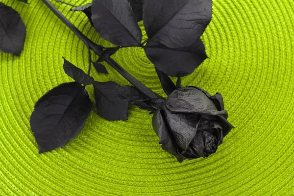 Gros plan de Black Rose — Photo