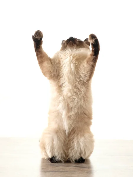 Gato balinés sentado sobre fondo blanco — Foto de Stock