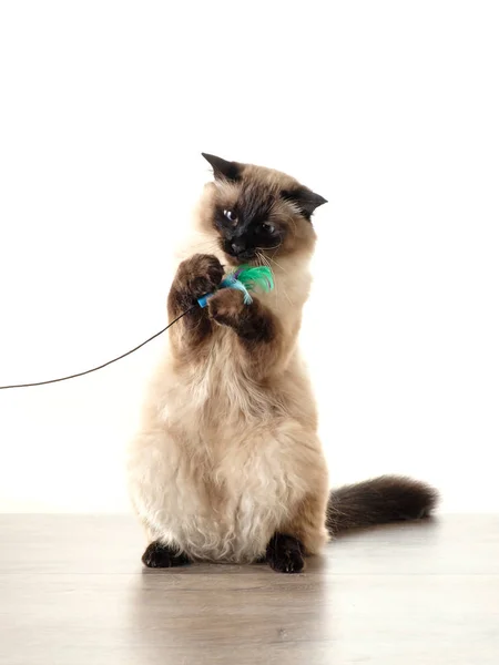 Gato balinês brincando com brinquedo no fundo branco — Fotografia de Stock