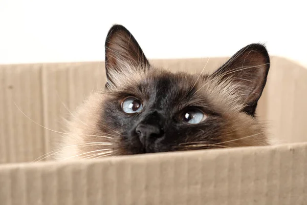 Gato bonito sentado na caixa . — Fotografia de Stock