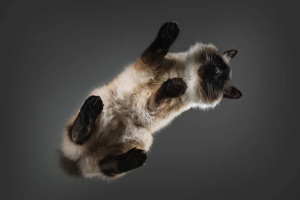 Gato balinés sobre mesa de cristal desde abajo . — Foto de Stock