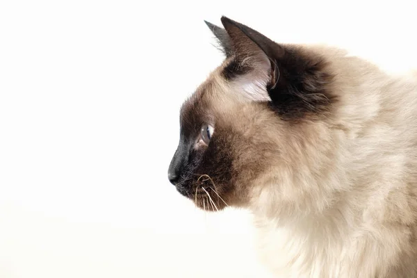 Gato balinés sentado sobre fondo blanco — Foto de Stock