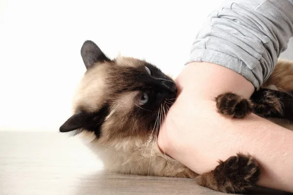 Gato balinês em superfície de vidro de uma mesa — Fotografia de Stock