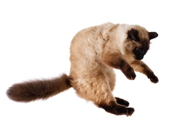 Retrato de un lindo gato volador esponjoso, bsckground blanco aislado — Foto de Stock