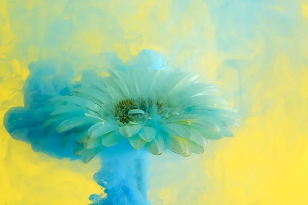 花在水中的彩色溅在背景上 — 图库照片