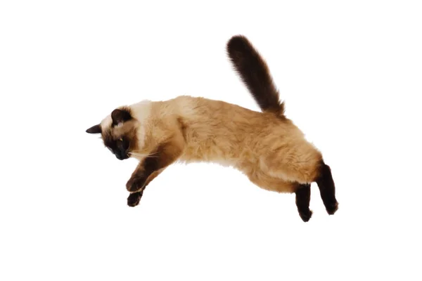 Porträt einer niedlichen fliegenden, flauschigen Katze, isolierter weißer Untergrund — Stockfoto