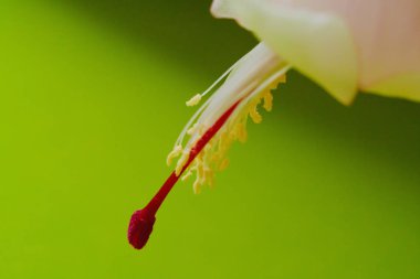 Açık renkli Noel kaktüs schlumbergera beyaz pot Pembe çiçek.