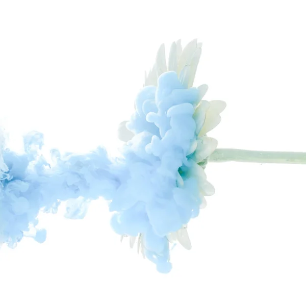 Fiore blu brillante con spruzzi isolati su sfondo bianco — Foto Stock