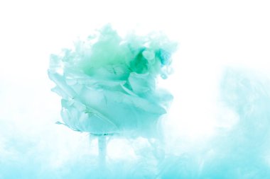 Beyaz arka plan üzerinde izole yeşil su sıçramalarına ile parlak gül çiçek