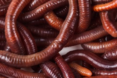 Hayvan toprak solucanı