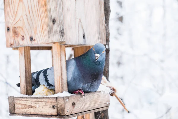 Vogelhuisje met sneeuw in een koude winter-forest en een duif vogel — Stockfoto