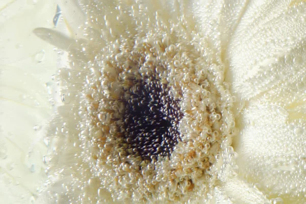 Weiße Gerbera, Gänseblümchen mit Wassertropfen auf grünem Hintergrund. — Stockfoto