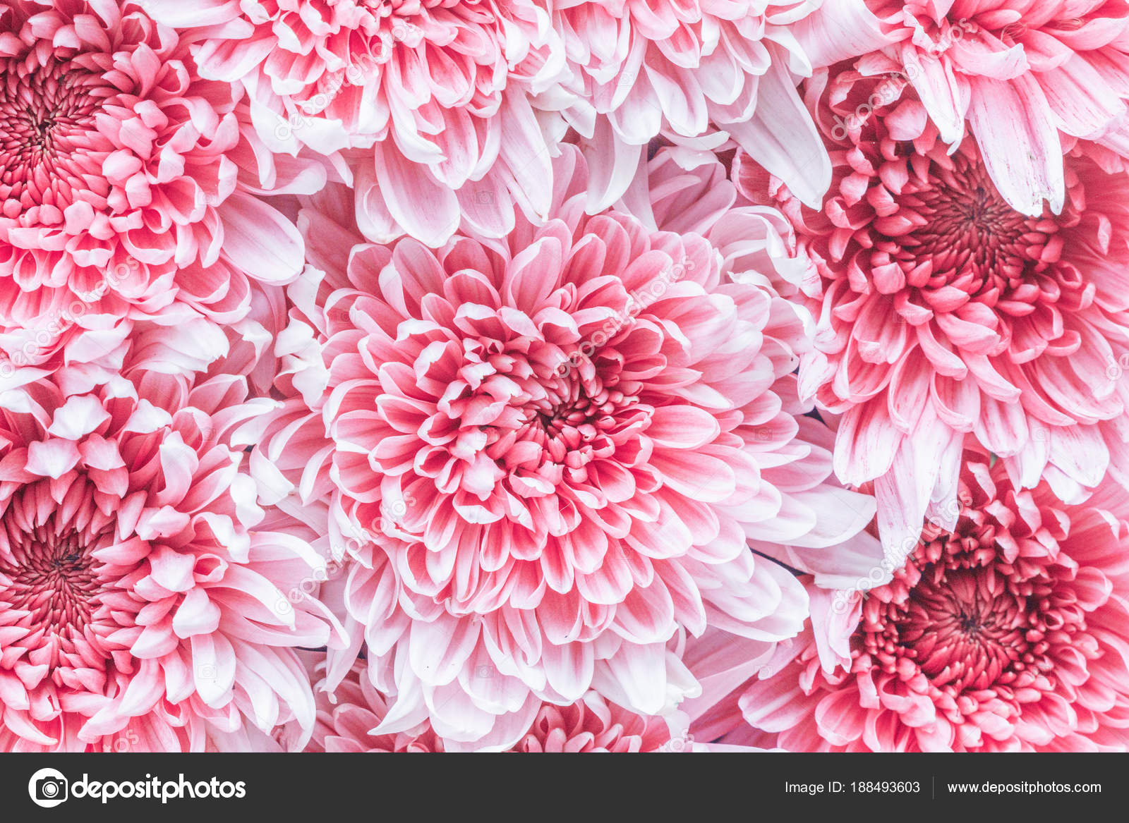 images Abstract Chrysanthemum Images background texture abstract chrysanthemum pink flowers spring stock photo image by c bravissimos 188493603