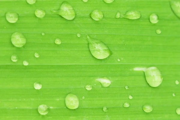 Зелений лист рослини з краплями води крупним планом . — стокове фото