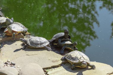Kırmızı kulaklı kaymak kaplumbağa. Trachemys scripta elegans.