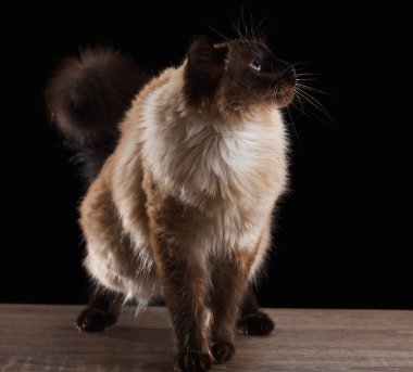 Güzel balinese siyah izole kedi