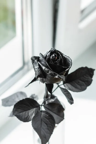 Rose noire sur fond noir — Photo