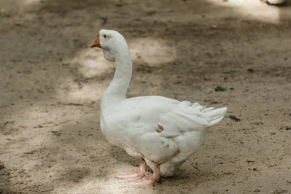 Goose over de aard. — Stockfoto