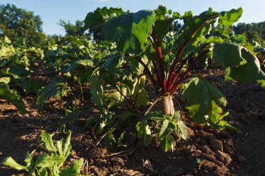 Şeker pancarı bir alanda. Kırsal sahne. Kırpma ve tarım