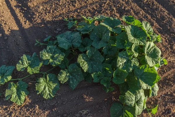 Plantas y campos de agricultura — Foto de Stock